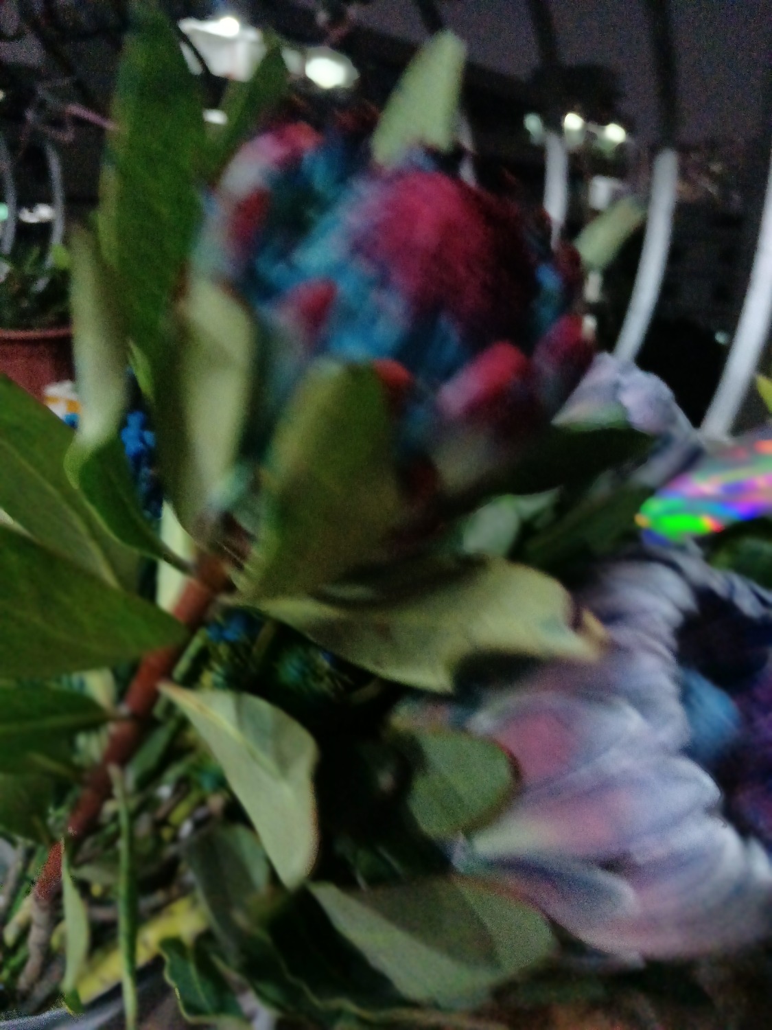 IMG_20240515_201534.jpg