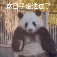 20241119_@5d331231.gif